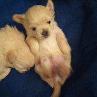 1cucciola chihuahua pelo lungo crema,