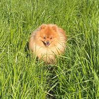 Spitz Tedesco Piccolo