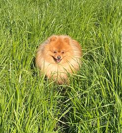 Spitz Tedesco Piccolo