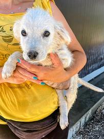 5 Cuccioli in adozione