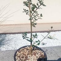 Olea sylvestris bonsai – Pianta sana e compatta