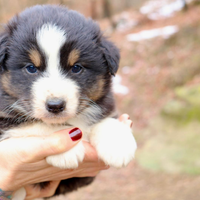 Australian shepherd
