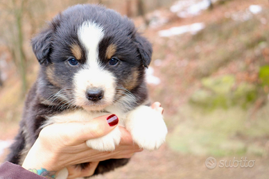 Australian shepherd