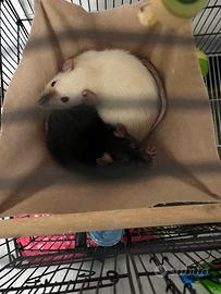 Ratte