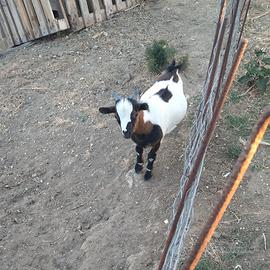 Capretto nano tibetano