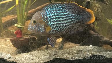 Aequidens rivulatus