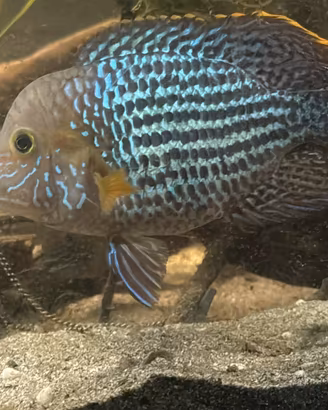 Aequidens rivulatus