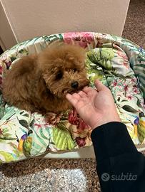 Barboncino tea cup/mini toy per monta