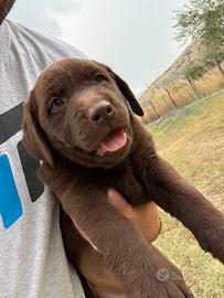 Cuccioli Labrador femmine