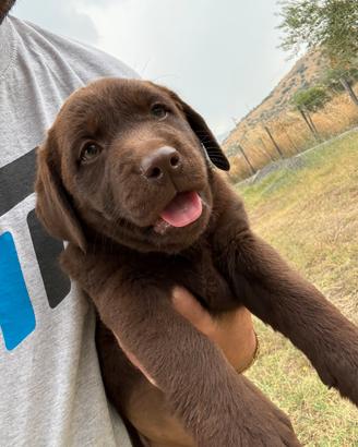 Cuccioli Labrador femmine