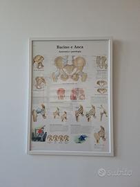 poster anatomici