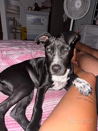 Amstaff di 5 mesi femmina