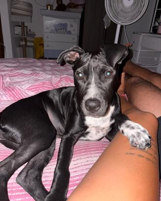 Amstaff di 5 mesi femmina