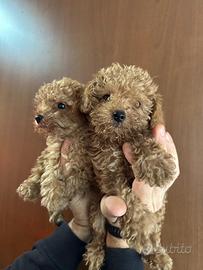 Cuccioli di Barboncino nano