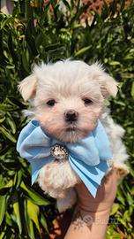 maltese coreano con pedigree 