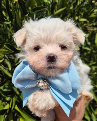maltese coreano con pedigree 
