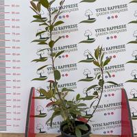 Photinia red pianta siepe