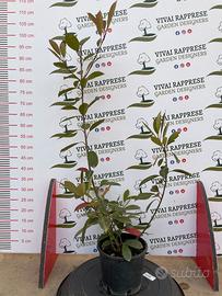 Photinia red pianta siepe