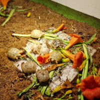 Marginata albino caramello