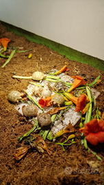 Marginata albino caramello