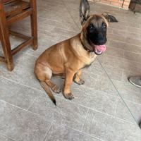 Cucciolo di Pastore Belga Malinois