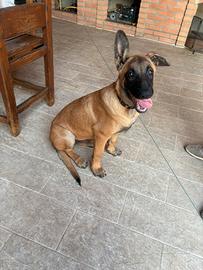 Cucciolo di Pastore Belga Malinois
