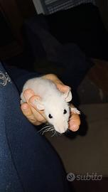 Femmine ratti domestici