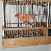 Canarino