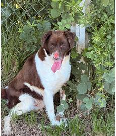 Jackson - der springer