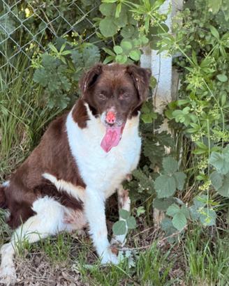 Jackson - der springer