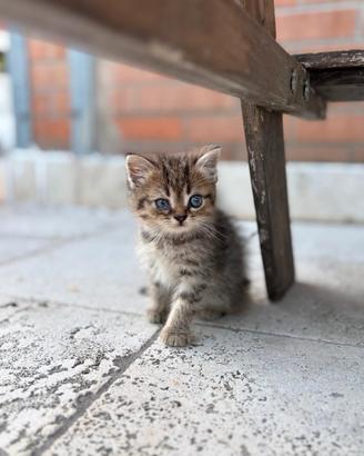 Gattino persiano