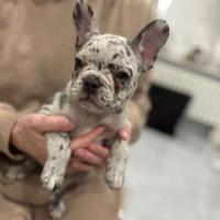 Cuccioli di bulldog francesi merle maschi femmine
