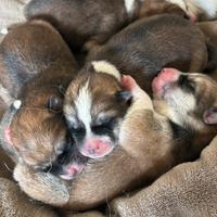 Cuccioli di akita inu con pedigree enci