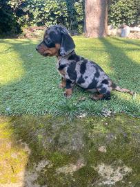 Bassotti Kaninchen/Nani