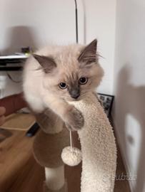 Cucciolo Ragdoll