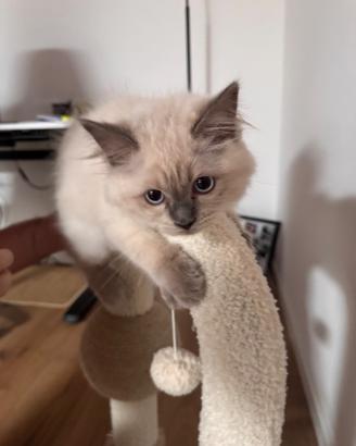 Cucciolo Ragdoll
