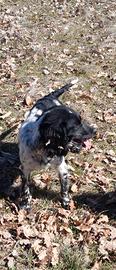 Cane da tartufo