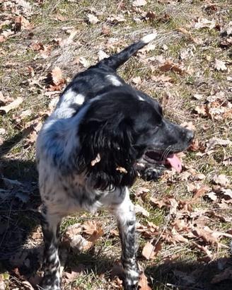 Cane da tartufo