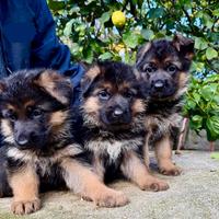 Cucciole di pastore tedesco