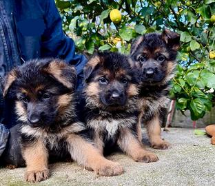 Cucciole di pastore tedesco