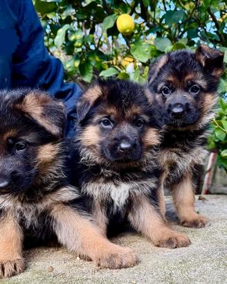 Cucciole di pastore tedesco