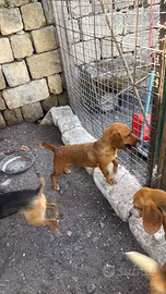 Cani da caccia
