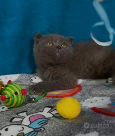 Gattino scottish fold