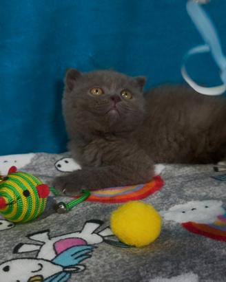 Gattino scottish fold