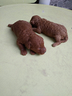 barboncino-mini-toy-p-r-e-n-o-t-a-e-gia-pronti