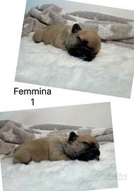 Cuccioli di Bouledogue Francese