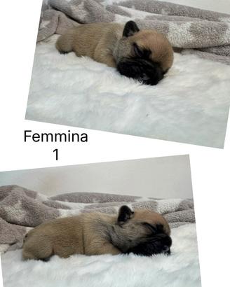 Cuccioli di Bouledogue Francese