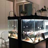 Acquario 300 litri +