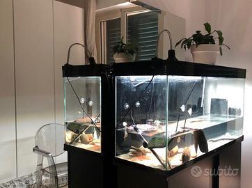 Acquario 300 litri +