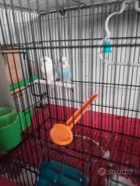Animali